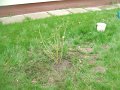 DSCF4421